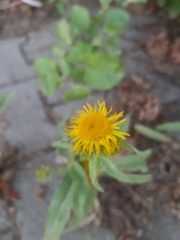 Pentanema britannica