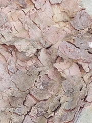 Tamopsis