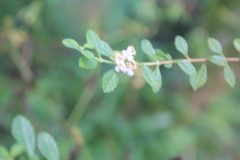 Lippia graveolens