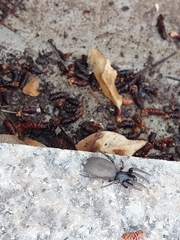 Lampona cylindrata