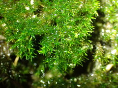 Eucladium verticillatum