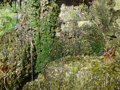 Eucladium verticillatum