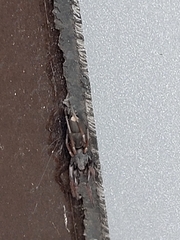 Lampona cylindrata