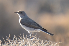 Emarginata