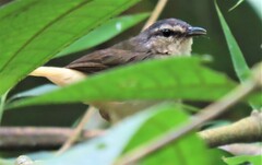 Myiothlypis fulvicauda