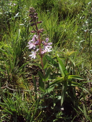 Cuphea lysimachioides