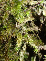 Orthothecium rufescens