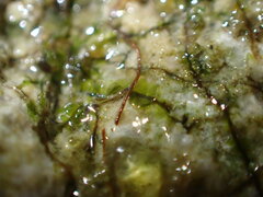 Jungermannia atrovirens