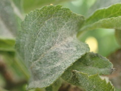 Podosphaera leucotricha