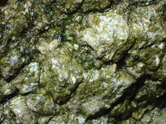 Jungermannia atrovirens