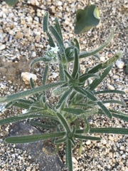 Johnstonella angustifolia