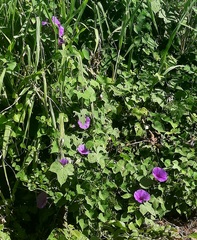 Ipomoea pedicellaris
