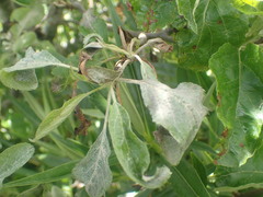 Podosphaera leucotricha