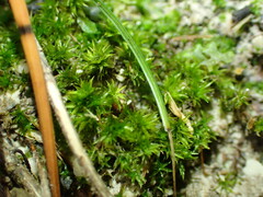 Hydrogonium croceum