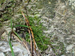 Hydrogonium croceum