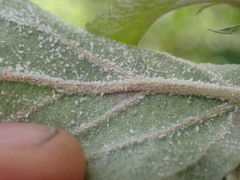 Podosphaera leucotricha
