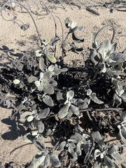 Eriogonum giganteum