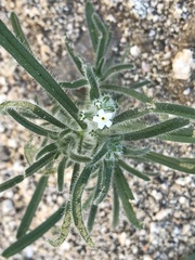 Johnstonella angustifolia