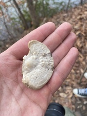 Trametes lactinea