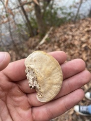 Trametes lactinea