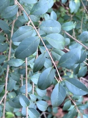Oleaceae
