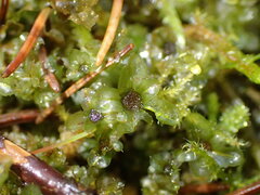 Rhizomnium punctatum