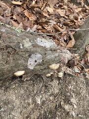 Trametes lactinea