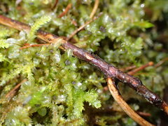Rhizomnium punctatum