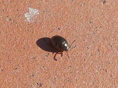 Chrysolina americana