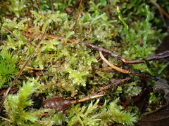Rhizomnium punctatum