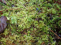 Eurhynchium angustirete