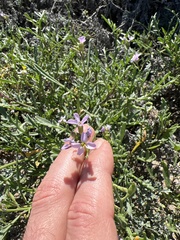 Cakile maritima