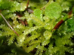 Eurhynchium angustirete