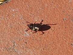 Chrysolina americana