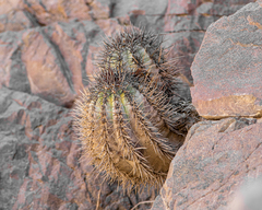 Copiapoa atacamensis