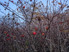 Rosa nutkana