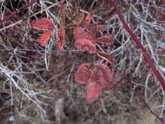 Rosa nutkana