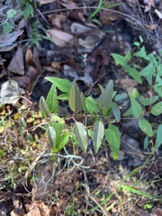 Gelsemium sempervirens