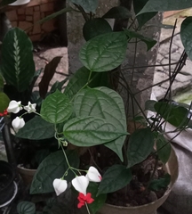Clerodendrum thomsoniae