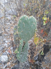 Opuntia streptacantha