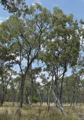 Eucalyptus populnea