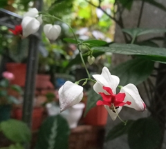Clerodendrum thomsoniae