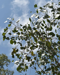 Eucalyptus populnea