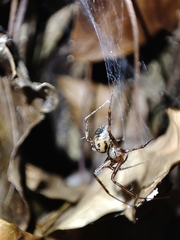 Megalepthyphantes collinus