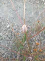 Stagmomantis limbata