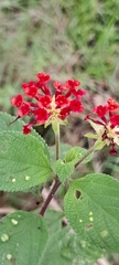 Lantana horrida