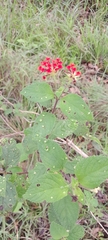 Lantana horrida