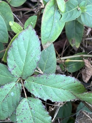 Rubus flagellaris