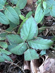 Rubus flagellaris