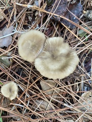 Russula amoenolens